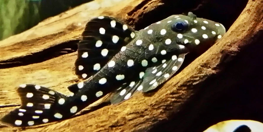 Plecostomus